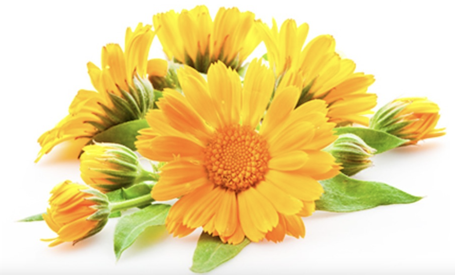 Attēls Zinību diena